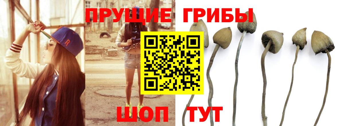 Псилоцибиновые грибы MAGIC MUSHROOMS  купить закладку  Вход с VPN  Северск  Псилоцибиновые грибы Psilocybe 